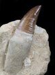 Top Quality Rooted Mosasaur Tooth #34271-2